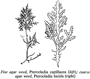 Fine agar weed, Pterocladia capillacea (left); coarse agar weed, Pterocladia lucida (right)