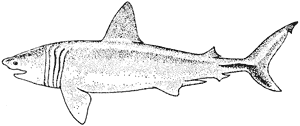 Basking shark, Cetorhinus maximus