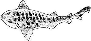 Carpet shark, Cephaloscyllium isabellum