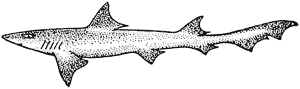 Gummy shark, or dogfish, Mustelus antarcticus