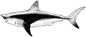 Mako shark, Isurus oxyrhinchus