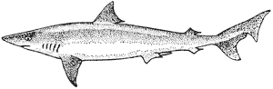 School shark, or Tope, Galeorhinus australis
