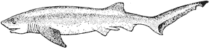 Seven-gilled shark, Notorynchus cepedianus