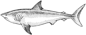 White shark, Carcharodon carcharias