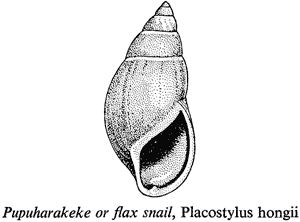 Pupuharakeke or flax snail, Placostylus hongii