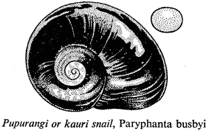 Pupurangi or kauri snail, Paryphanta busbyi
