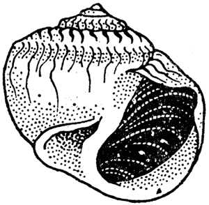 Mud snail, Amphibola crenata