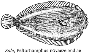 Sole, Peltorhamphus novaezelandiae