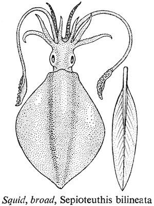 Squid, broad, Sepioteuthis bilineata