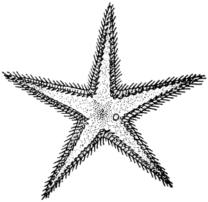 Comb star, Astropecten polyacanthus