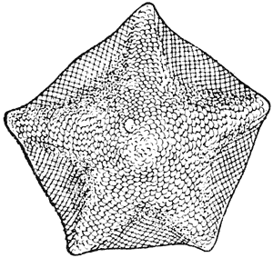 Cushion star, Asterina regularis