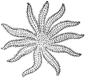 Spiny star, Coscinasterias calamaria