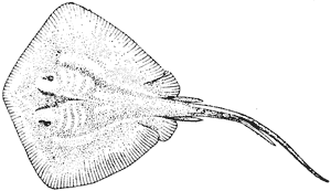Sting ray, or stingaree, Dasyatis brevicaudatus