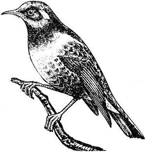 Stitchbird, Notiomystis cincta