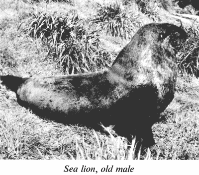 Sea lion, old male