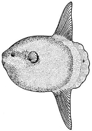 Free sunfish - Vector Art