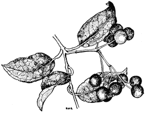 Leaves and berries of the supplejack, Rhipogonum scandens