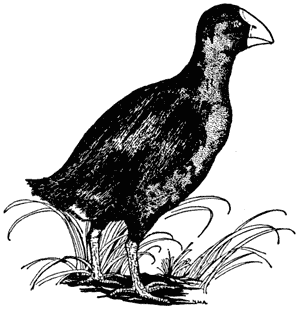 Takahe, Notornis mantelli