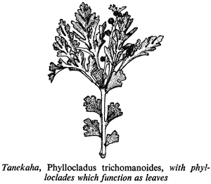 Tanekaha, Phyllocladus trichomanoides, with phylloclades which function as leaves