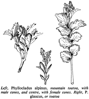 Left, Phyllocladus alpinus, mountain toatoa, with male cones, and centre, with female cones. Right, P. glaucus, or toatoa