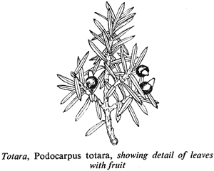 Totara, Podocarpus totara, showing detail of leaves with fruit