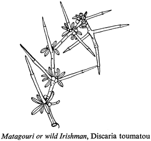 Matagouri or wild Irishman, Discaria toumatou