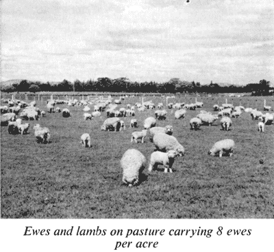 Ewes and lambs on pasture