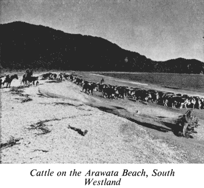 Cattle on the Arawata Beach