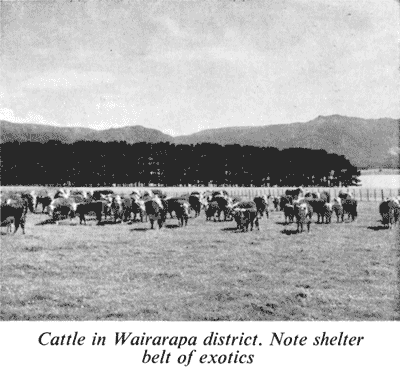 Cattle in Wairarapa district
