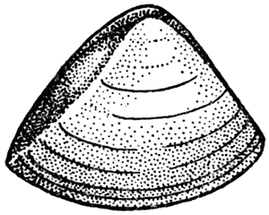 Triangle shell, Spisula aeqilateralis