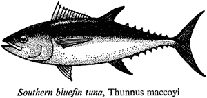 Southern bluefin tuna, Thunnus maccoyi
