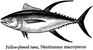 Yellow-finned tuna, Neothunnus macropterus