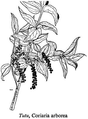 Tutu, Coriaria arborea