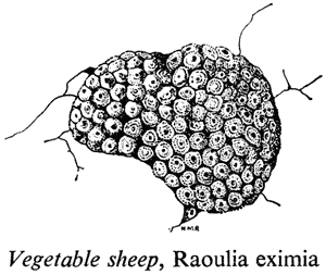 Vegetable sheep, Raoulia eximia