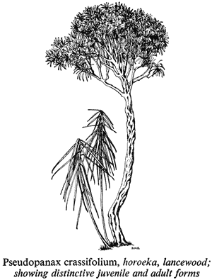 Pseudopanax crassifolium, horoeka, lancewood; showing distinctive juvenile and adult forms