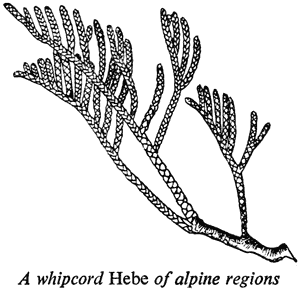 A whipcord Hebe of alpine regions