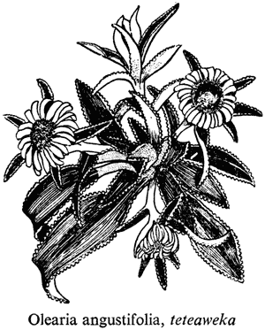 Olearia angustifolia, teteaweka