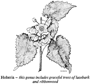 Hoheria – this genus includes graceful trees of lacebark and ribbonwood