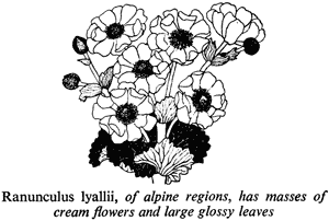 Ranunculus lyallii, of alpine regions, has masses of cream flowers and large glossy leaves