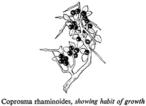Coprosma rhamnoides, showing habit of growth