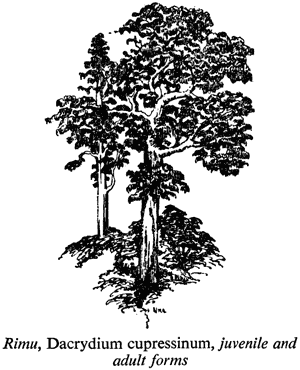 Rimu, Dacrydium cupressinum, juvenile and adult forms