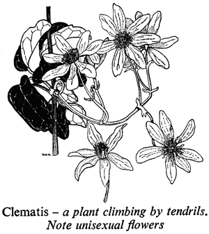 Clematis – a plant climbing by tendrils. Note unisexual flowers