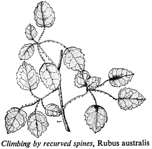 Climbing by recurved spines, Rubus australis