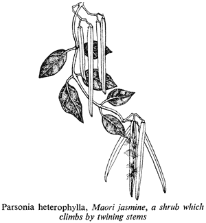 Parsonsia heterophylla, Maori jasmine, a shrub which climbs by twining stems
