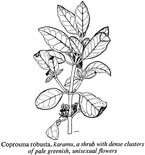 Coprosma robusta, karamu, a shrub with dense clusters of pale greenish, unisexual flowers
