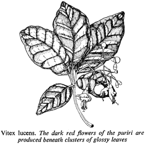 Vitex lucens. The dark red flowers of the puriri are produced beneath clusters of glossy leaves