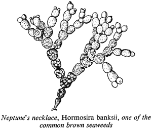 Neptune's necklace, Hormosira banksii, one of the common brown seaweeds