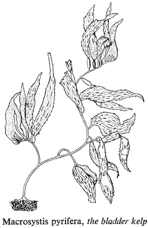 Macrocystis pyrifera, the bladder kelp