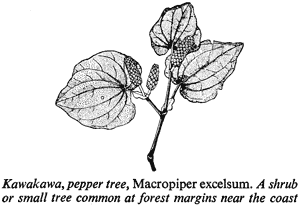 Kawakawa, pepper tree, Macropiper excelsum. A shrub or small tree common at forest margins near the coast