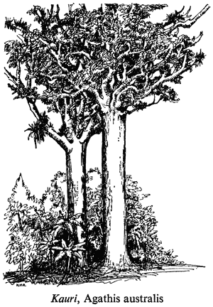 Kauri, Agathis australis